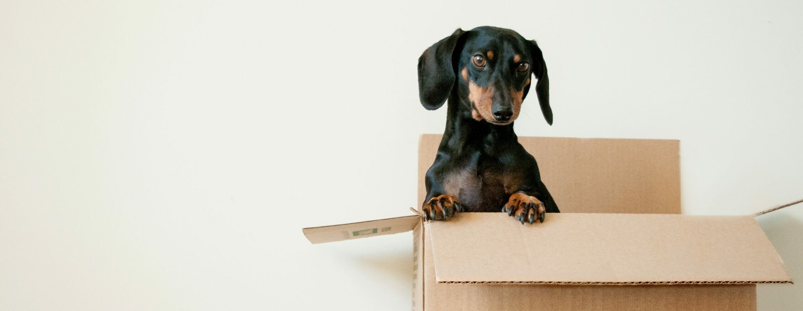 dog in moving box